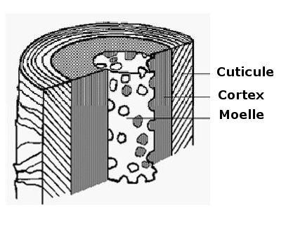 coupe-dun-cheveu.jpg