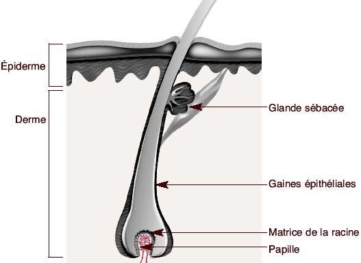 follicule.jpg